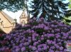 Foto: Heike Benkmann<br>Rhododendronpracht auf dem Friedhof