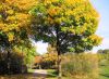 Foto: Heike Benkmann<br>Goldener Herbst im Bürgerpark