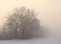 Foto: Thomas Lendt<br>Nebelsuppe im Januar 2026