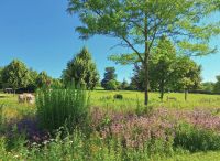 Foto: Heike Benkmann<br>Blühender Bürgerpark im Sommer 2026