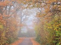 Foto: Thomas Lendt<br>Herbsstimmung am Verbindungsweg zwischen Lindenstrasse und am Bahnbogen