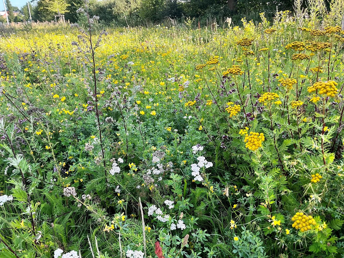 Der Baubetriebshof hat die Anlage von sogenannten Bienen- und Insektennährflächen vorgenommen.