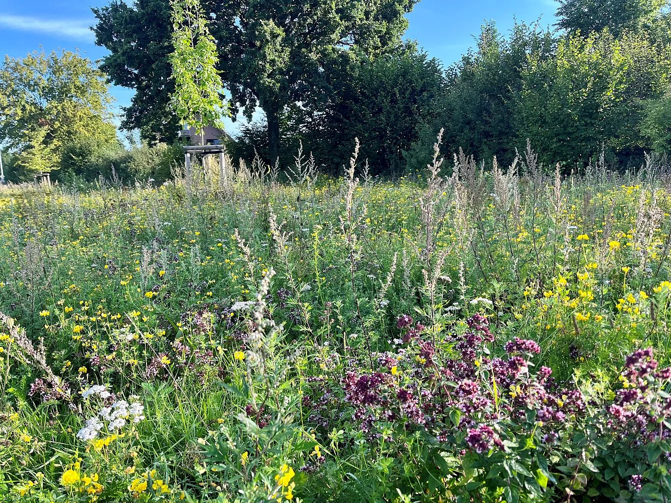 Der Baubetriebshof hat die Anlage von sogenannten Bienen- und Insektennährflächen vorgenommen.