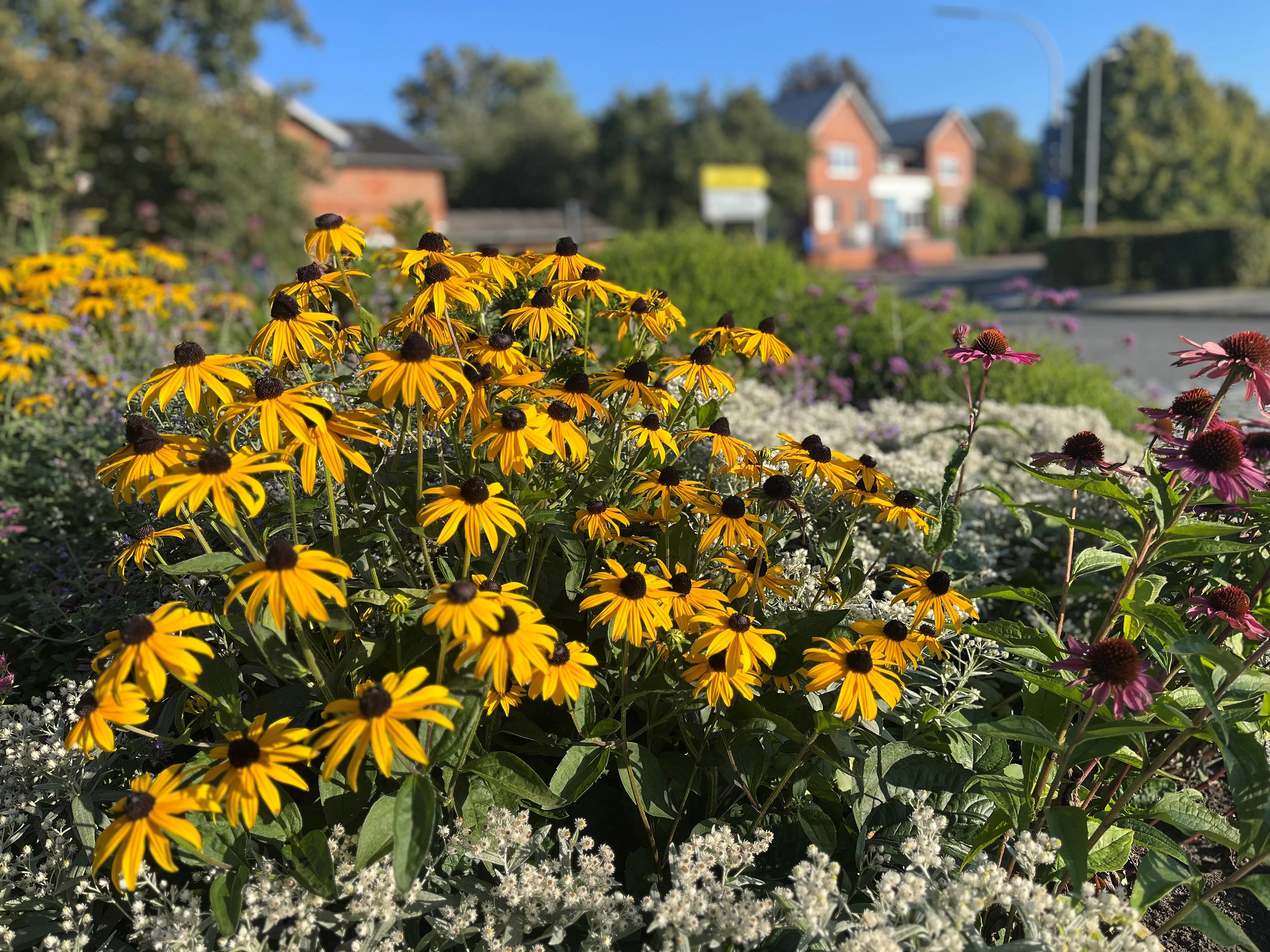 Bunte Blumen beleben die Kreisverkehre in Henstedt-Ulzburg