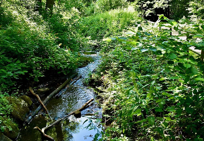 Fluss im Grünen