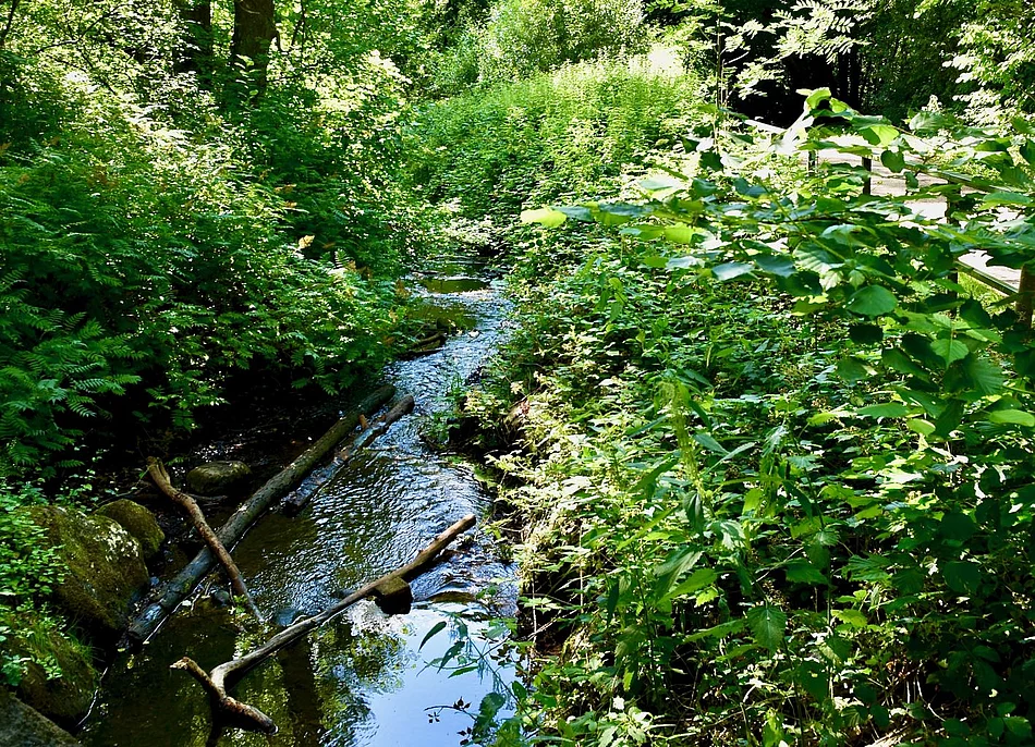 Fluss im Grünen